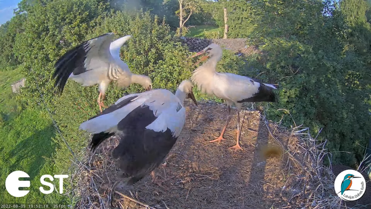 Baltie stārķi (Ciconia ciconia) Tukuma novadā - LDF tiešraide __ White storks in Tukums, Latvia 10-5