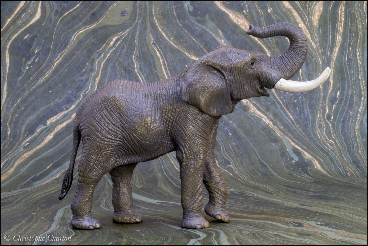 mojo - Mojo 2021 African elephant: a Walkaround by Kikimalou Mojo-381005-African-elephant-2