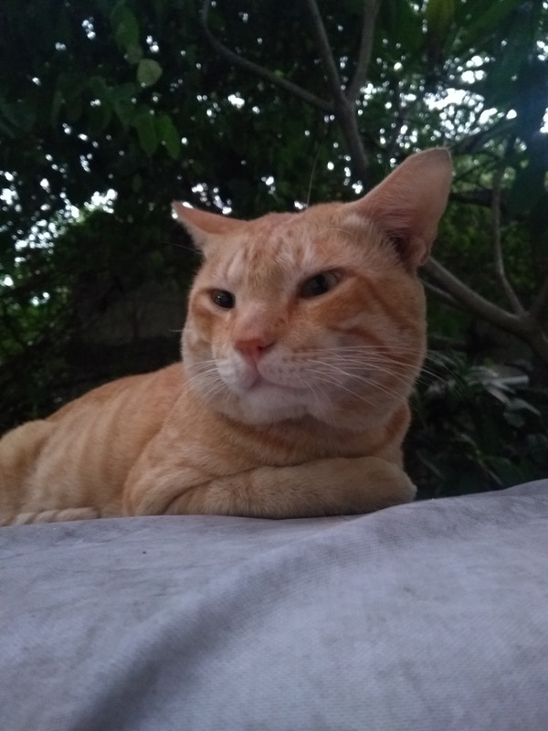 IMG_20191229_175436293