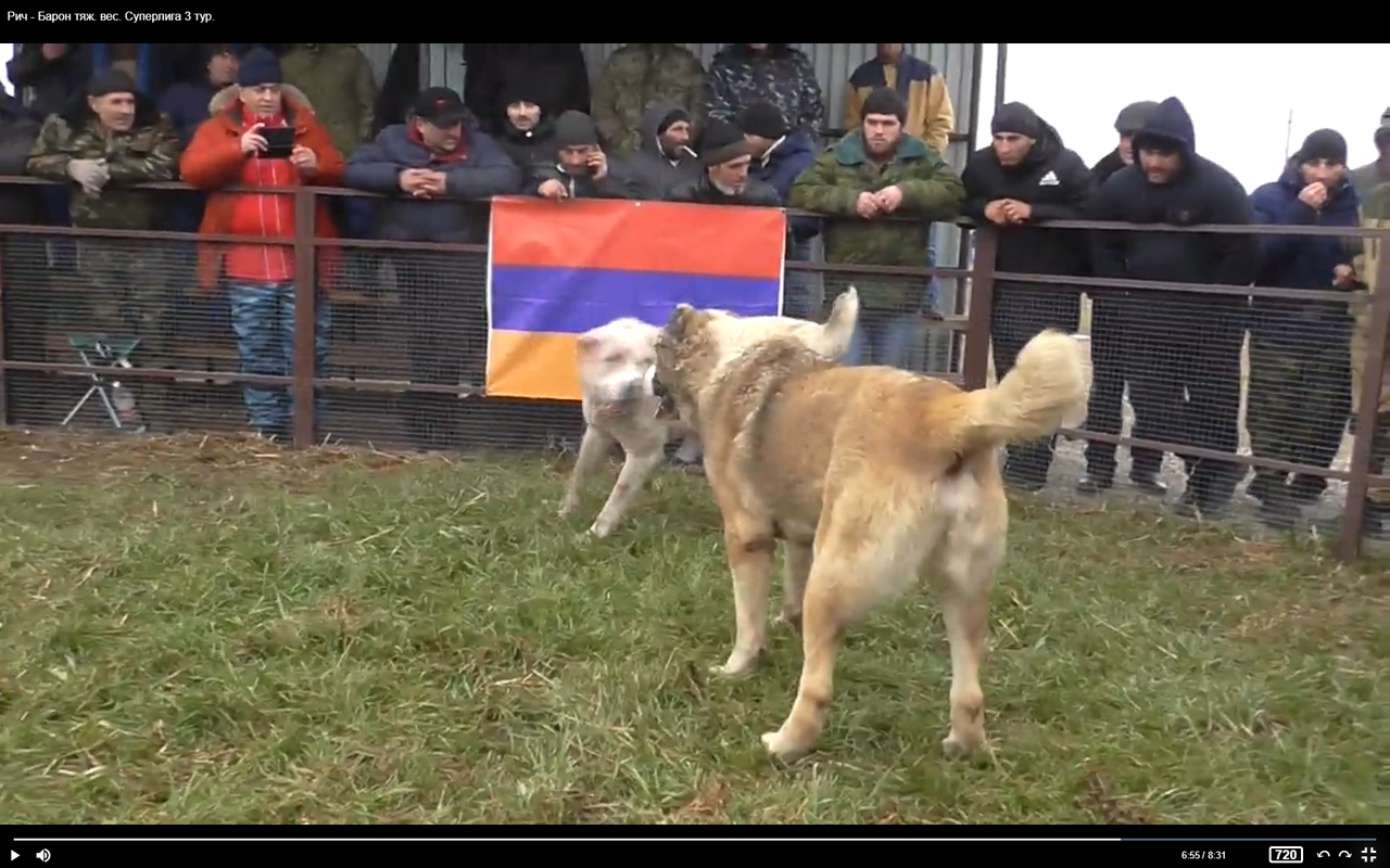 СЛ 2019-20 3Т Тяж.В. РИЧ х БАРОН 2а рыжий прекратил работать