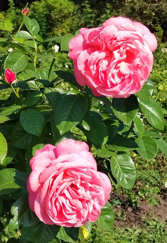 https://i.postimg.cc/DZPtdxQ2/037-IMG-20240918-120739-edit-281884050091947.jpg