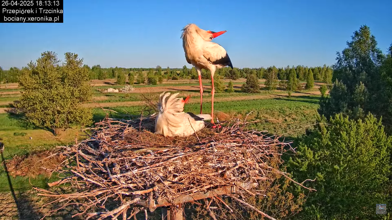 26042025bociany19