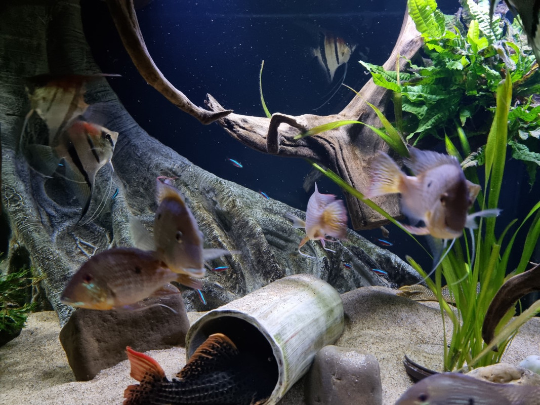 20221106_201940 (Groot)