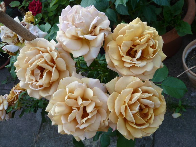 2013-07-10 Honey Dijon1