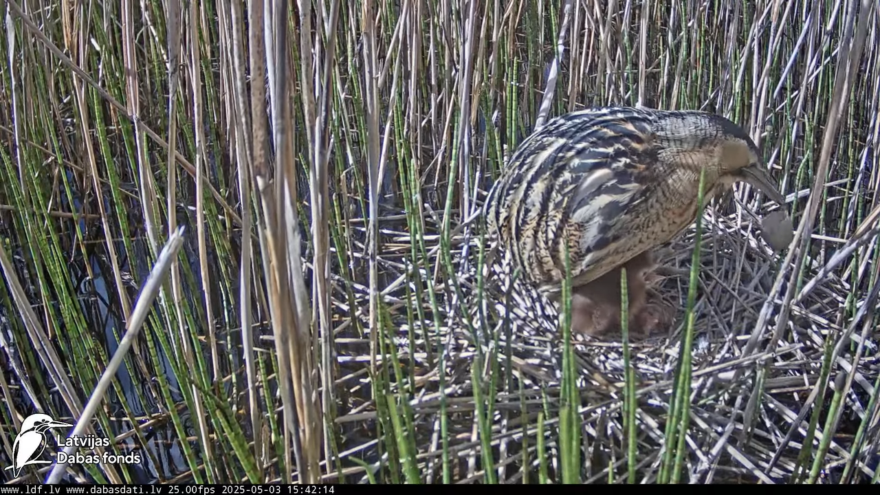 LDF Lielais dumpis (Botaurus stellaris) Zemītes pagastā 15-15-29 screenshot