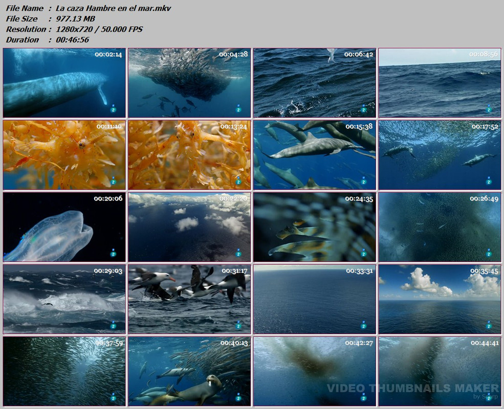 04- La caza: Hambre en el mar web-dl 720p Español 04- La caza: Hambre en el mar web-dl 720p Español