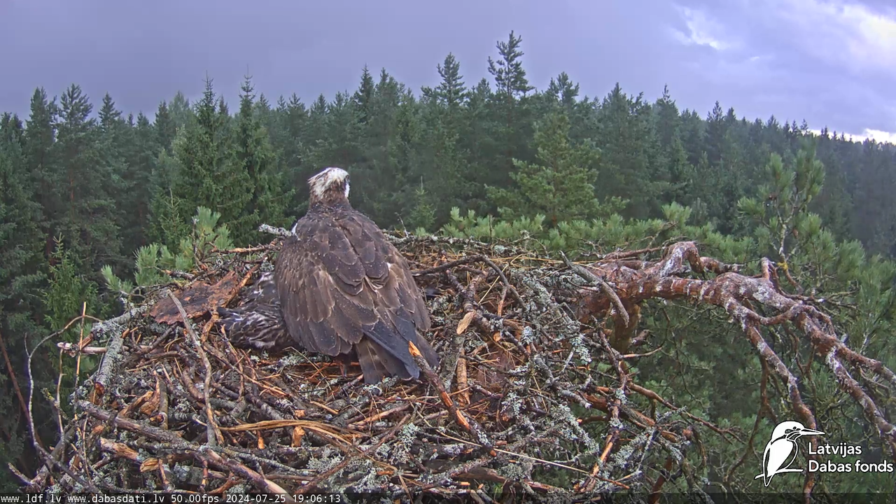 Zivju ērglis (Pandion haliaetus) Kurzemē - LDF tiešraide 14-18-13 screenshot