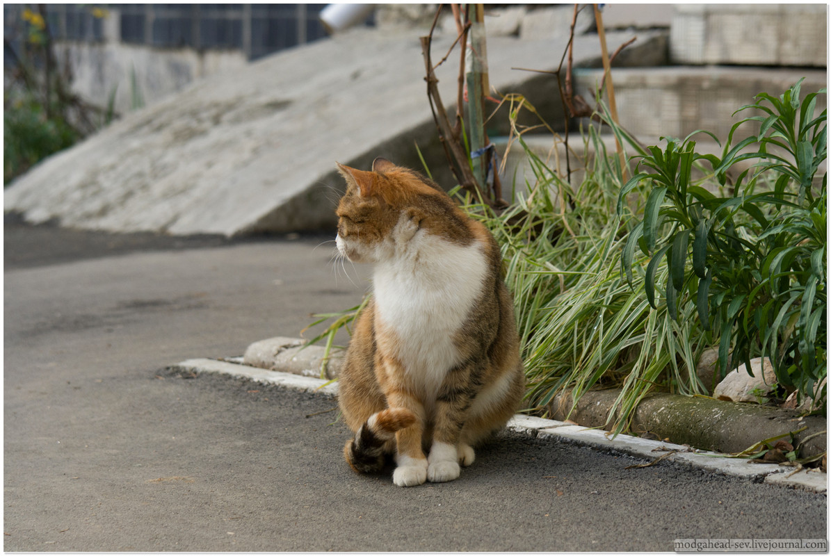 Sev-Cat-5001