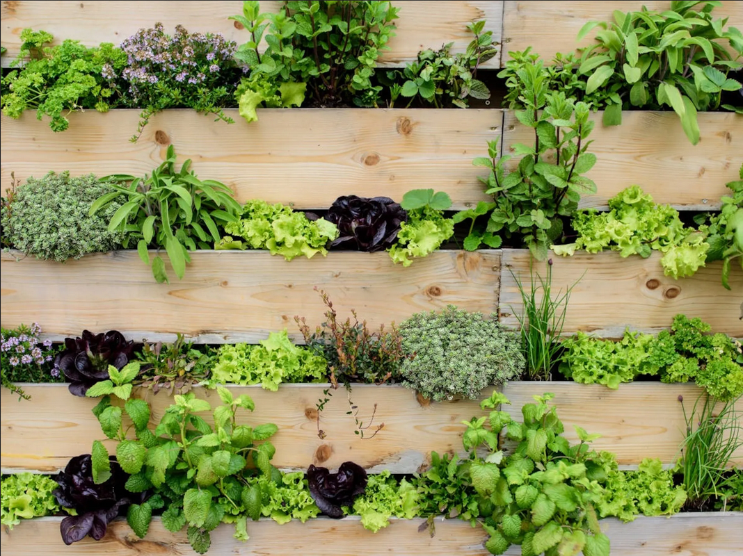 ¿Cómo construir un huerto vertical? Aquí te decimos paso a paso