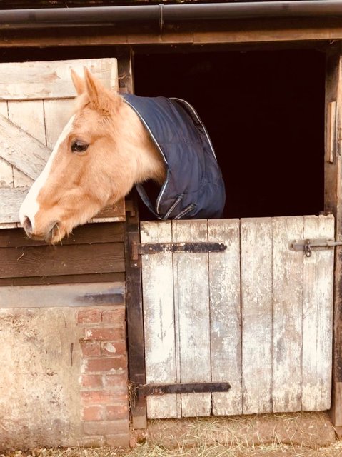 horse-stable.jpg