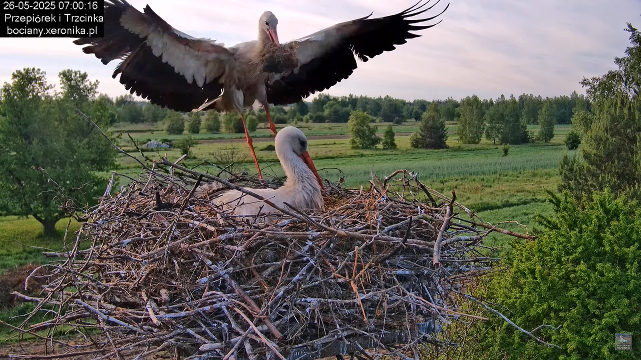 26052025bociany10