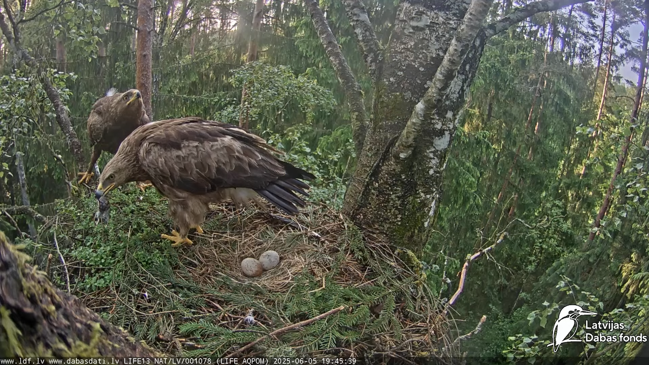 Mazais ērglis (Clanga pomarina), ligzda bērzā 17-3-15 screenshot