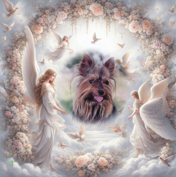 ZZZZZZZZZZ Voyou 23 3