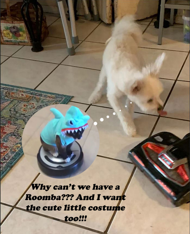Stella Vacuum & Roomba