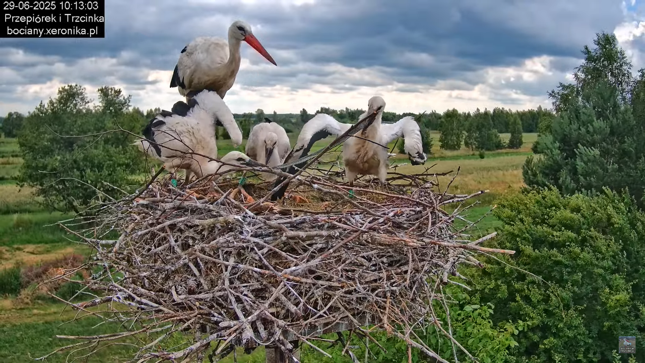 29062025bociany34