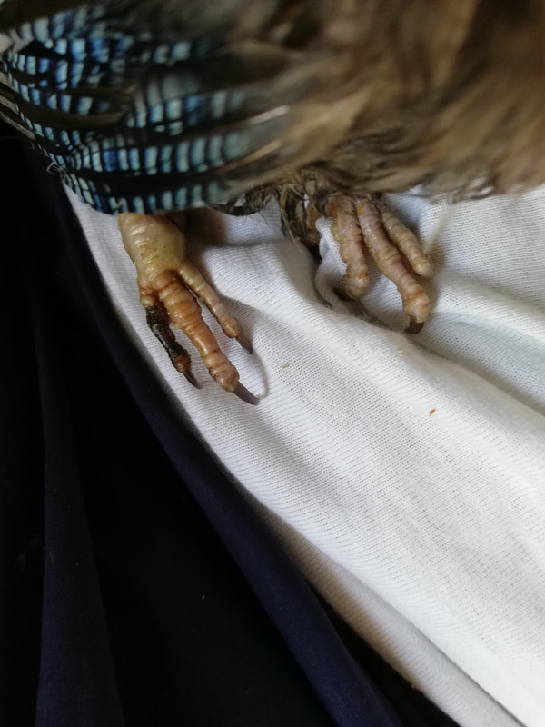 صورة