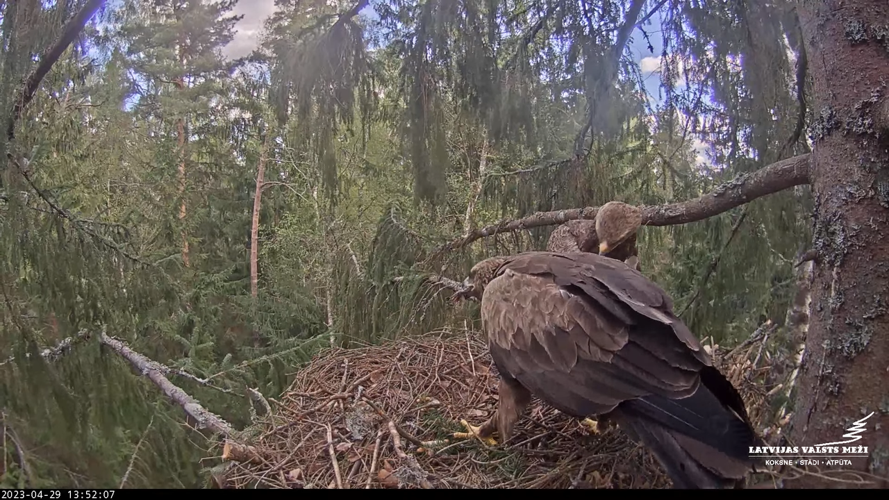 LVM mazais ērglis Lielā sala, egle #2 – Lesser Spotted Eagle 10-58-12 screenshot