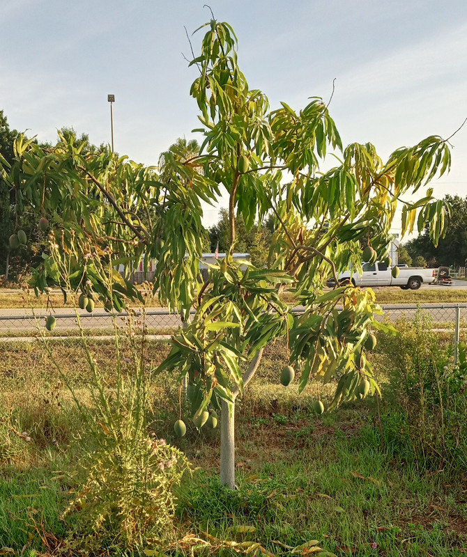 IMG_20240601_072711226_HDR~2