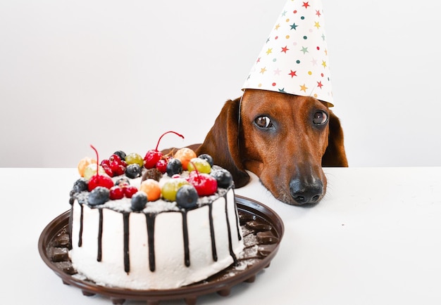 [Image: teckel-rouge-regardant-son-gateau-annive...25-440.jpg]