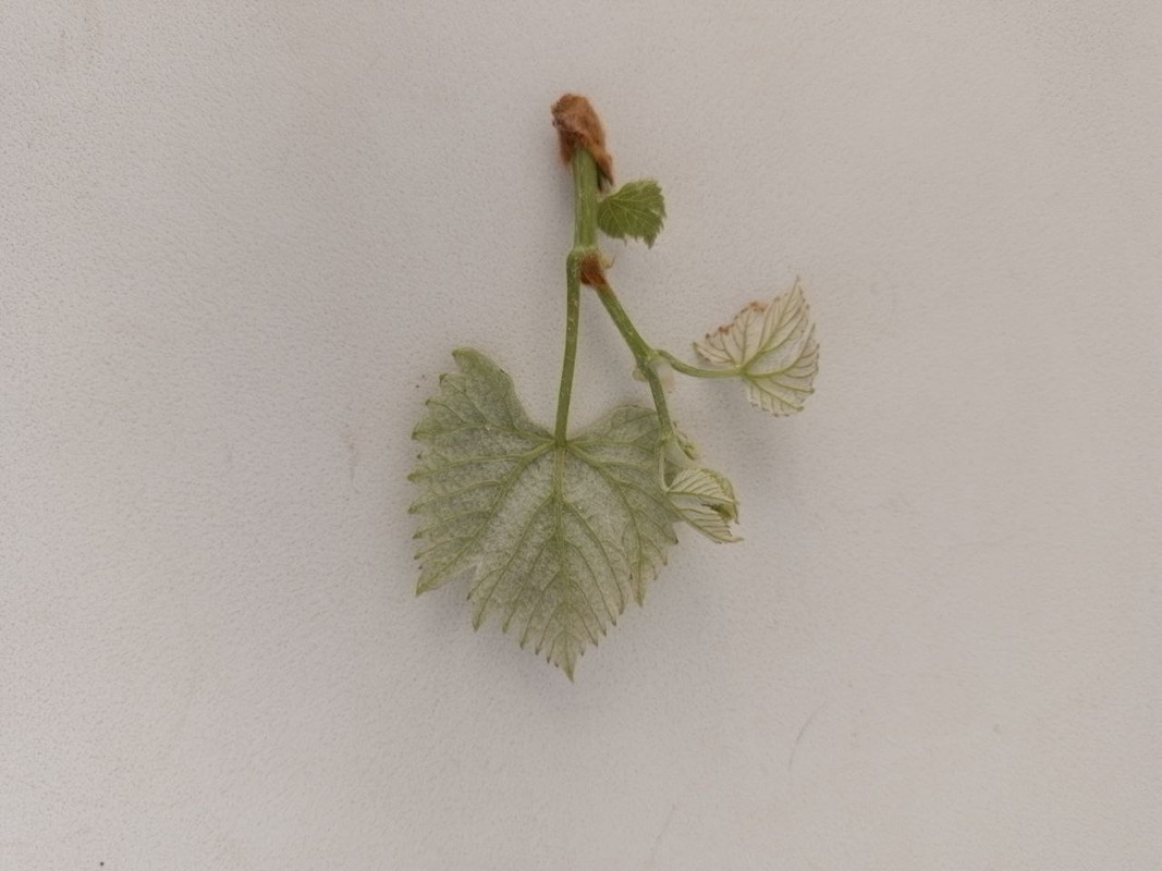 Лист мал Кристалл внутри