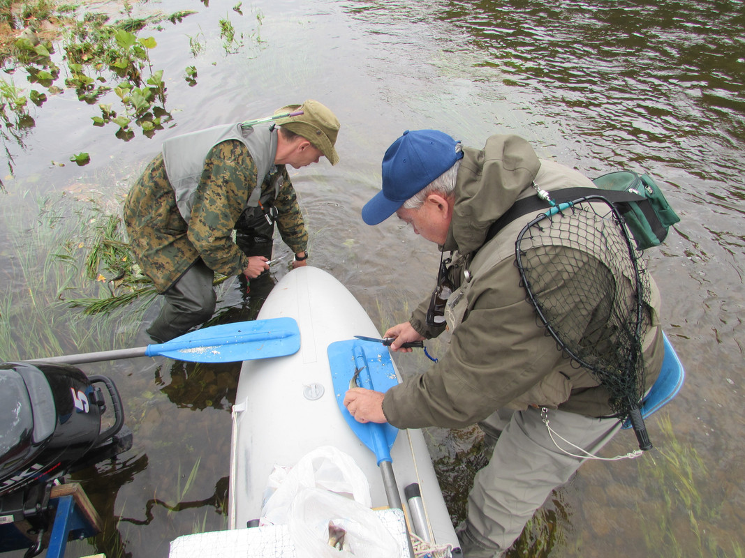 чистим рыбку