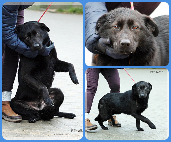 BeFunky-collage (16)