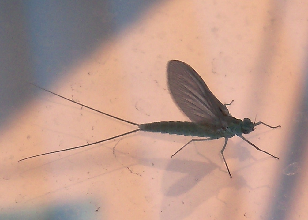 LostMayFly