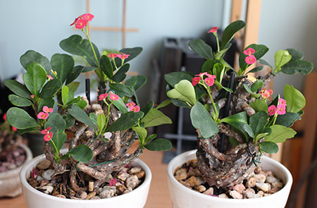 [Image: c7Q4C0d-(1).jpg]