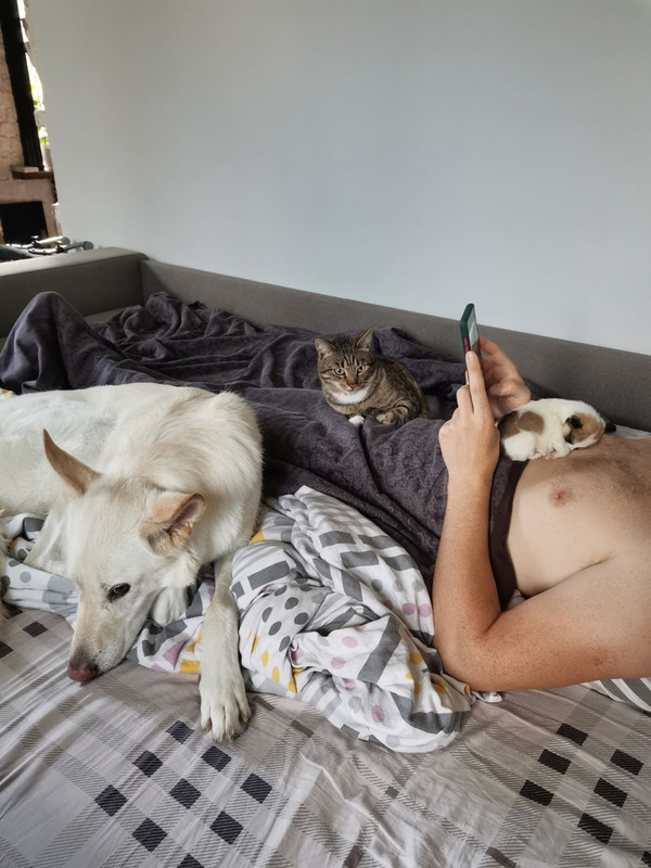 Forest cat and puppy