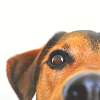 1-stock-daily-icon-partial