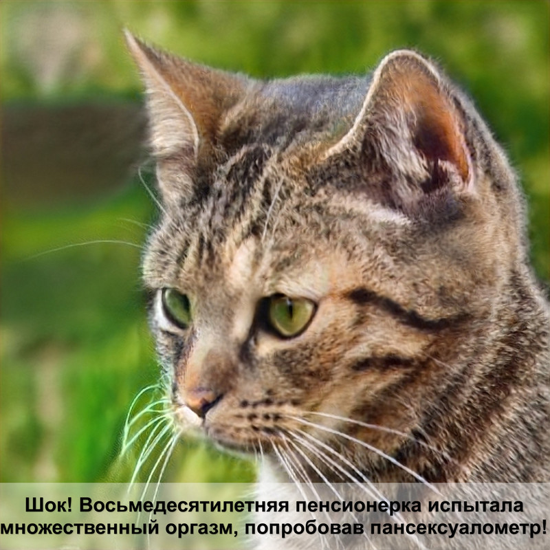 дозатор корма для кошек