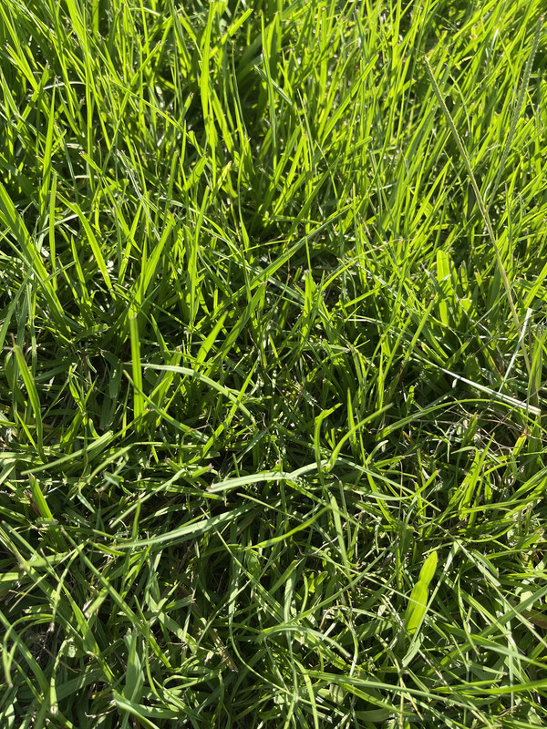 What type of grass do I have? Home & Garden