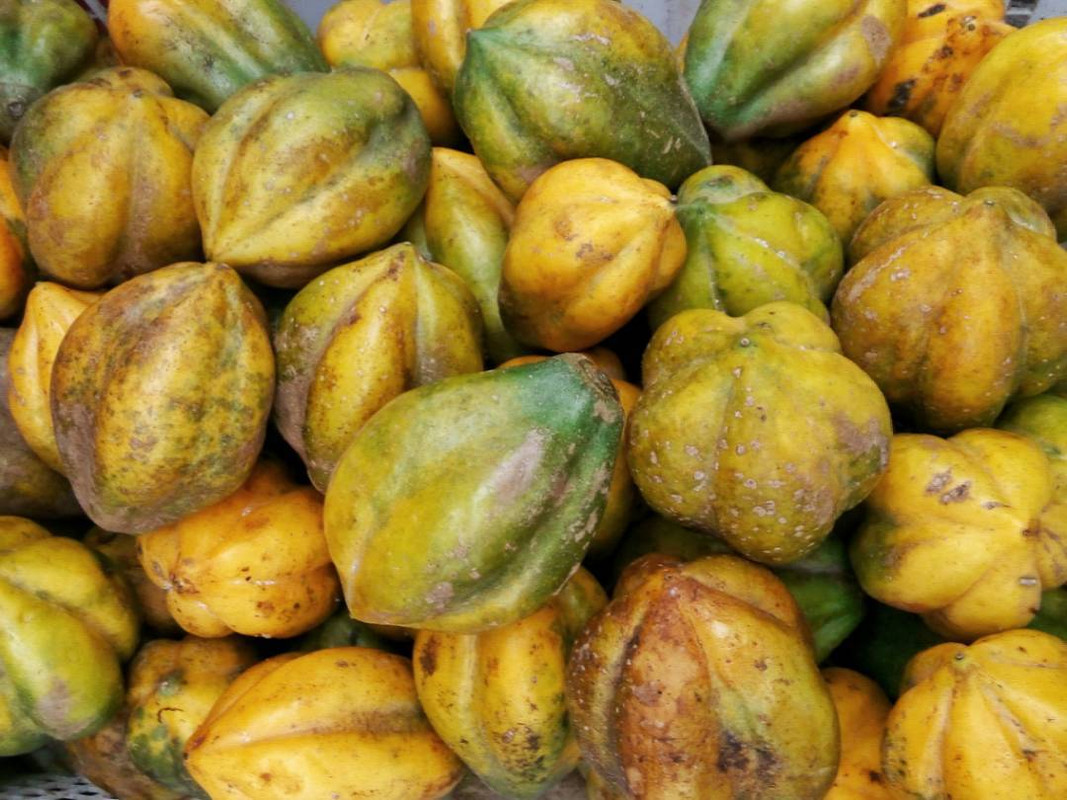 Buah Carica yang hanya bisa tumbuh di kawasan Pegunungan Dieng.