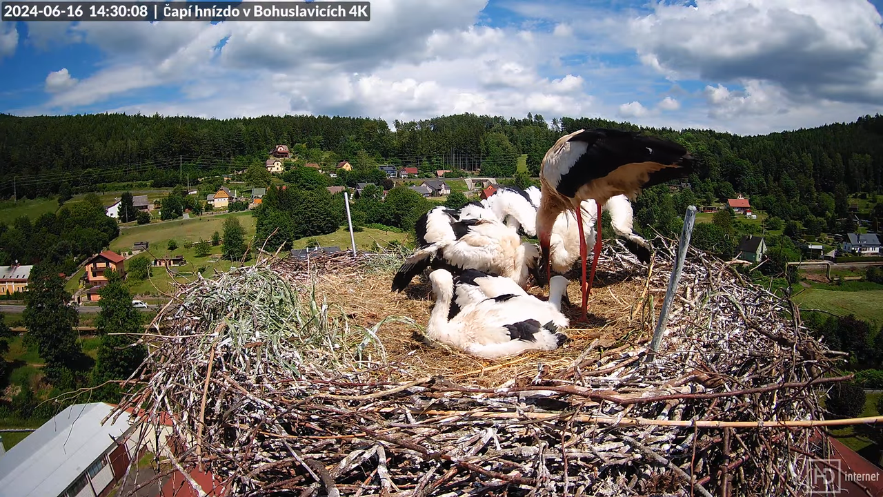 Živě z čapího komína firmy KARA v Bohuslavicích u Trutnova 13-53-46 screenshot