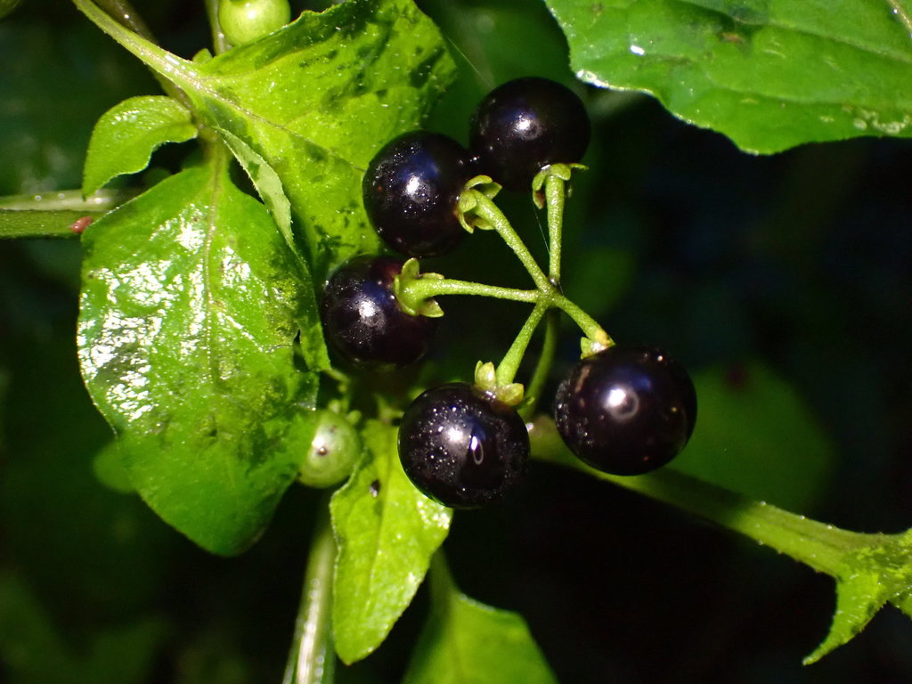 black nightshade