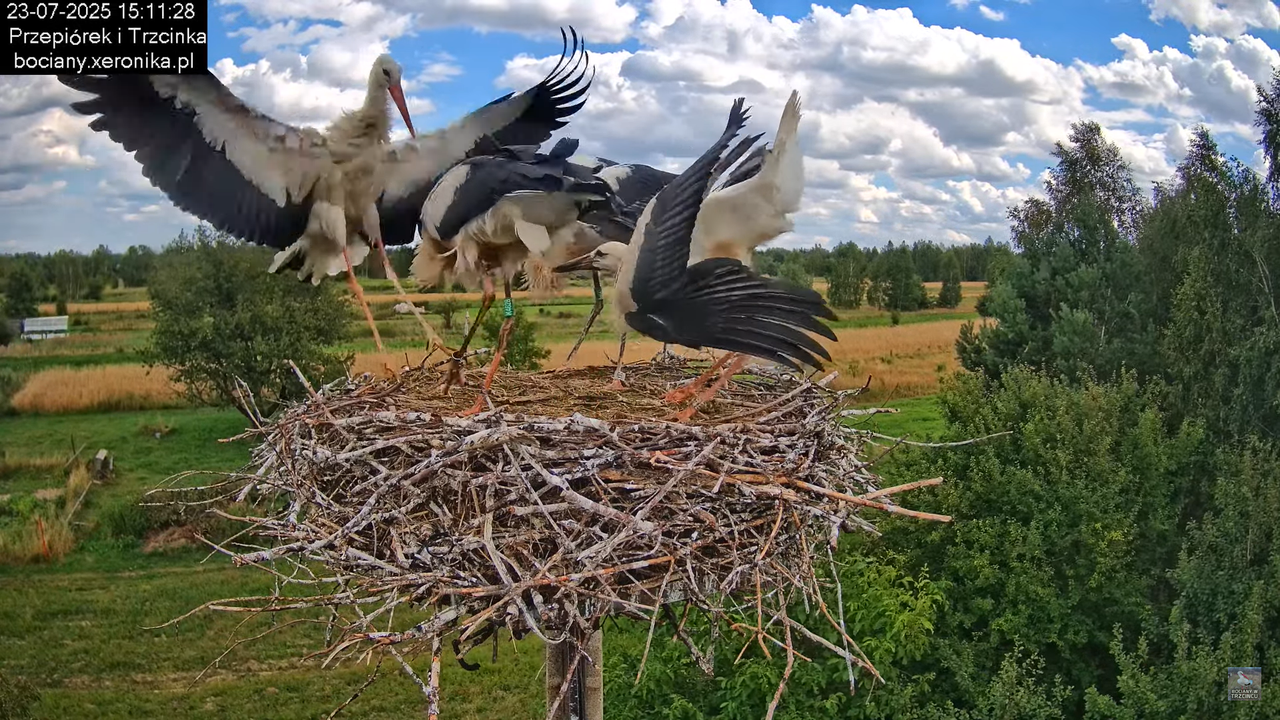 23072025bociany38