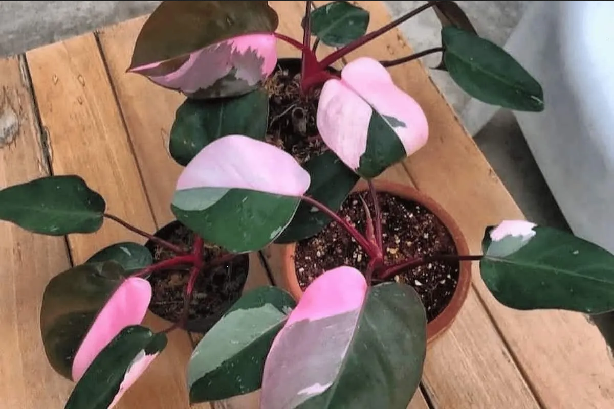 ¿Cómo cuidar tu Philodendron Pink Princess? Sigue estos sencillos pasos