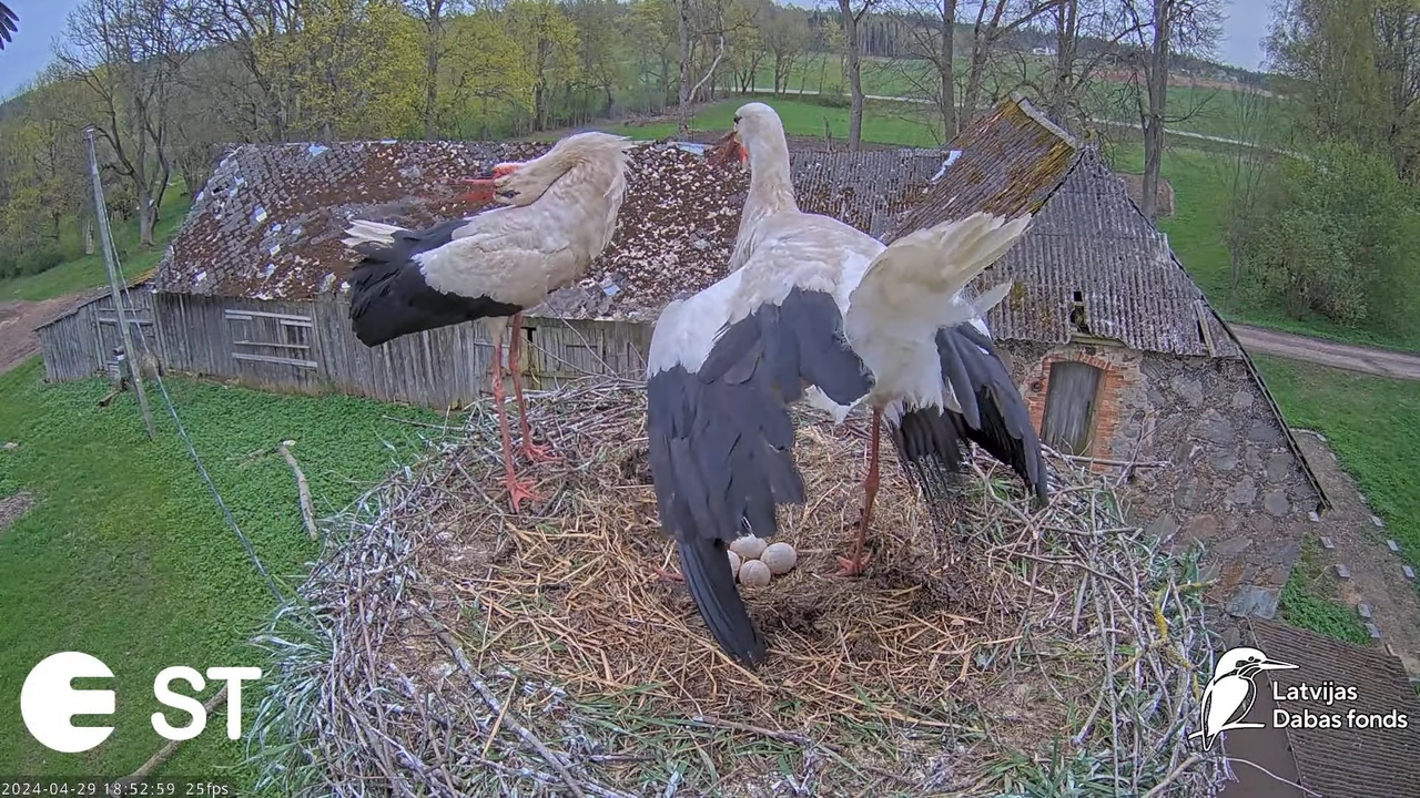 Baltie stārķi (Ciconia ciconia) Tukuma novadā - LDF tiešraide __ White storks in Tukums, Latvia 10-3