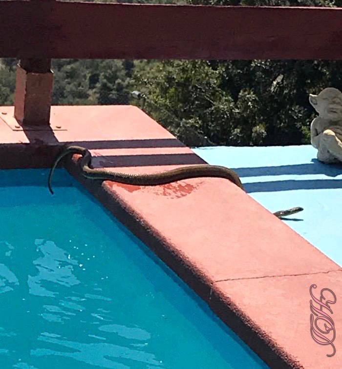 snake-in-pool-HD.jpg