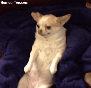 giphy-2.gif