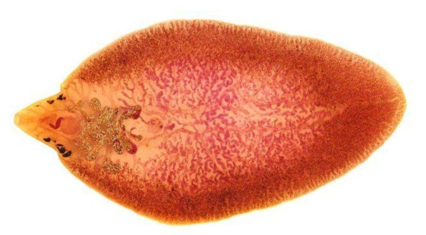 Trematoda