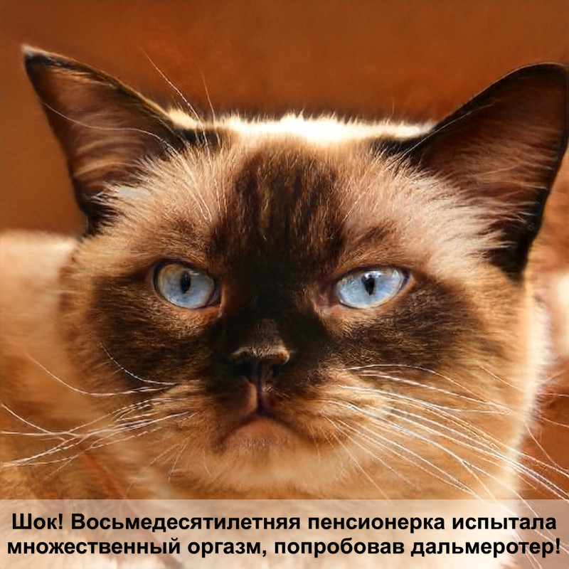 одежда для лысых кошек