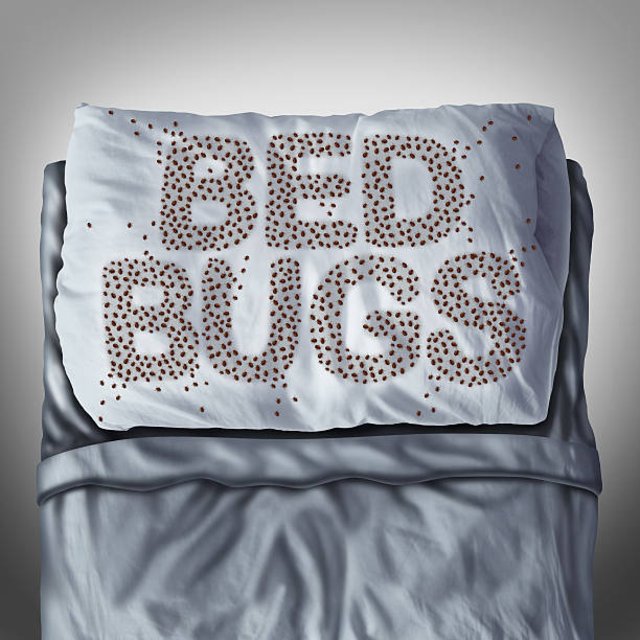 bedbug-13.jpg