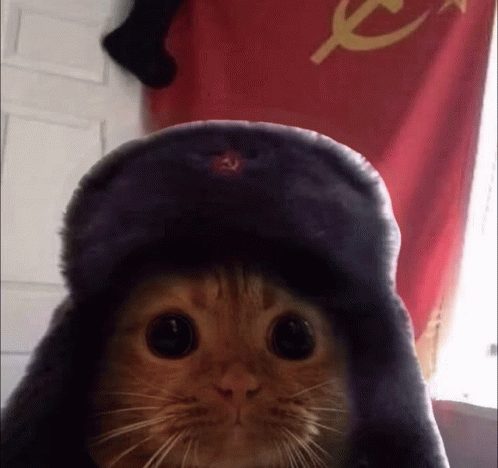 soviet cat