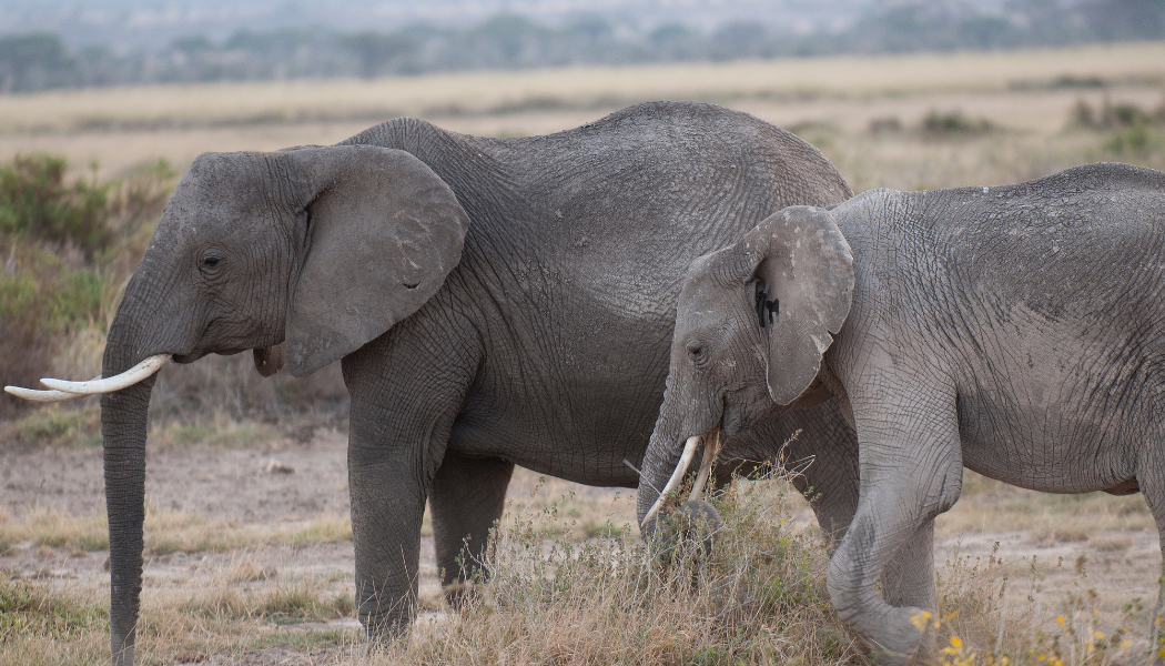 Elephants in Amboseli