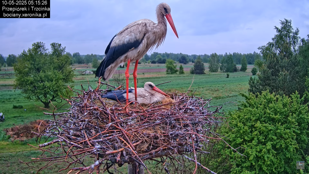 10052025bociany3