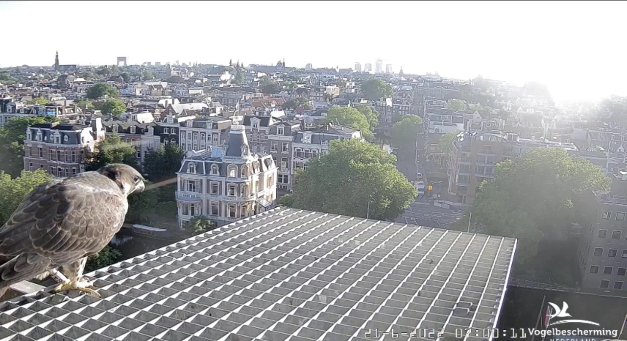 Amsterdam/Rijksmuseum screenshots © Beleef de Lente/Vogelbescherming Nederland - Pagina 30 Video-2022-06-21-070355-Moment-3