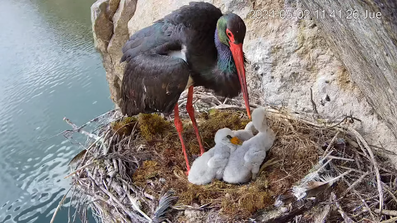 Melnais stārķis Tajo Internacional 2-22-52 screenshot