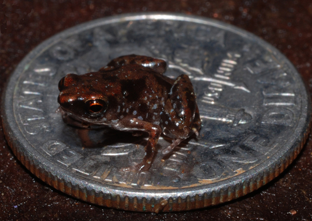 https://i.postimg.cc/DZqYq1RP/paedophryne-amauensis-beka.jpg