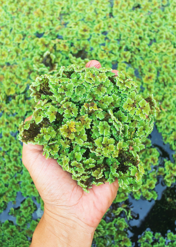 Azolla plants